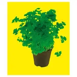 Billa petržel kadeřavá v květináči 1ks nabídka