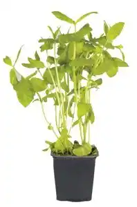 Billa Máta v květináči 1ks nabídka