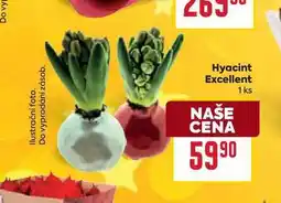 Billa Hyacint Excellent 1 ks nabídka