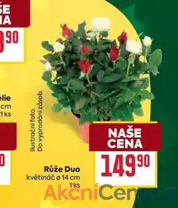 Billa Růže Duo květináč ø 14 cm 1ks nabídka