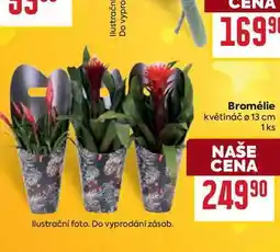 Billa Bromélie květináč Ø 13 cm nabídka