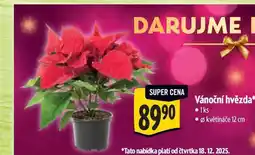 Albert Vánoční hvězda, pr. květináče 12 cm nabídka