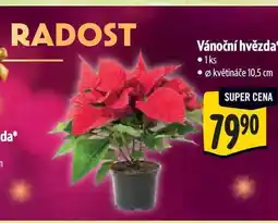 Albert Vánoční hvězda, pr. květináče 10,5 cm nabídka