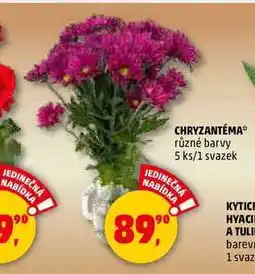 Penny Market CHRYZANTÉMA, 1 svazek nabídka