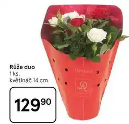 Tesco Růže duo, 1 ks, květináč 14 cm nabídka
