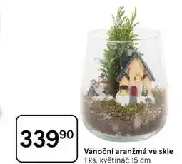 Tesco Vánoční aranžmá ve skle, 1 ks, květináč 15 cm nabídka