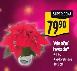 Albert Vánoční hvězda nabídka