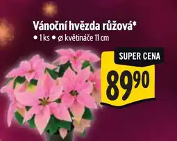 Albert Vánoční hvězda růžová nabídka