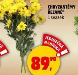 Penny Market Chryzantémy řezané nabídka