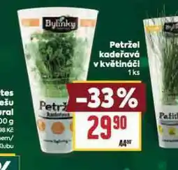 Billa Petržel kadeřavá v květináči nabídka