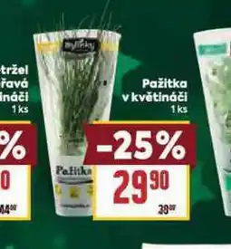 Billa Pažitka v květináči nabídka