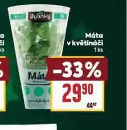 Billa Máta v květináči nabídka