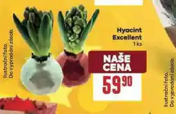 Billa Hyacint excellent nabídka