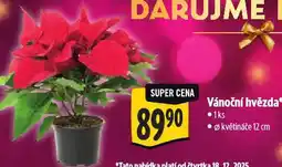 Albert Vánoční hvězda nabídka