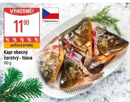 Globus Kapr obecný čerstvý - hlava nabídka