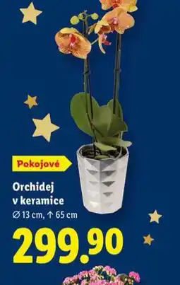 Lidl Orchidej v keramice nabídka