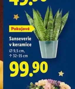 Lidl Sanseverie v keramice nabídka