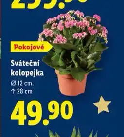 Lidl Sváteční kolopejka nabídka