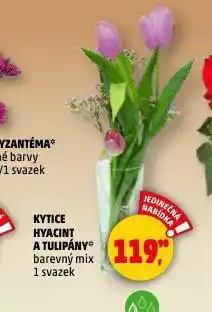 Penny Market Kytice hyacint a tulipány nabídka