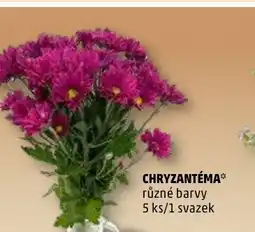 Penny Market Chryzantéma nabídka
