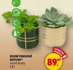 Penny Market Zelené pokojové rostliny nabídka