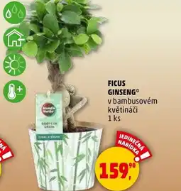 Penny Market Ficus ginseng nabídka