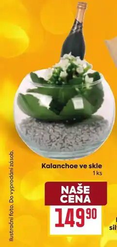 Billa Kalanchoe ve skle nabídka
