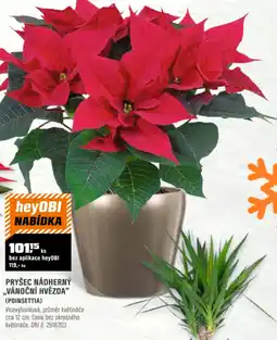 OBI Pryšec nádherný „vánoční hvězda" (poinsettia) nabídka