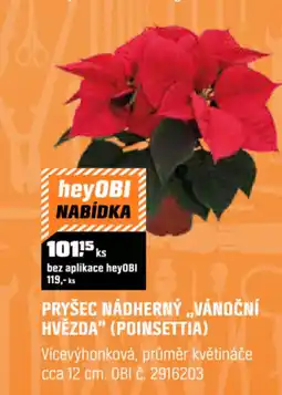 OBI Pryšec nádherný „vánoční hvězda" (poinsettia) nabídka
