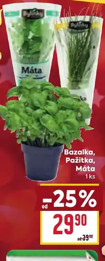Billa Bazalka, Pažitka, Máta nabídka