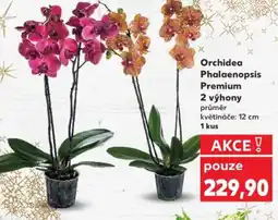 Kaufland Orchidea Phalaenopsis Premium 2 výhony průměr nabídka