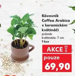 Kaufland Kávovník Coffea Arabica v keramickém květináči nabídka