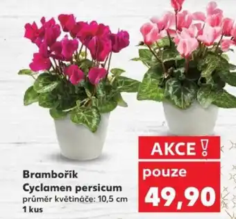 Kaufland Brambořík Cyclamen persicum nabídka