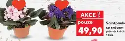 Kaufland Saintpaulia ionantha se srdcem nabídka
