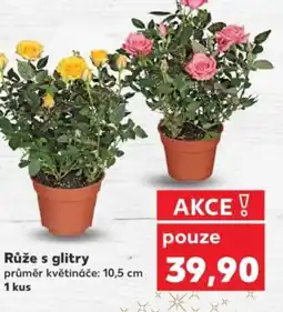 Kaufland Růže s glitry nabídka