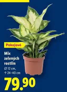 Lidl Mix zelených rostlin nabídka