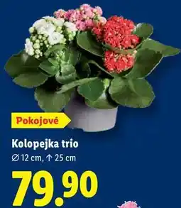 Lidl Kolopejka trio nabídka