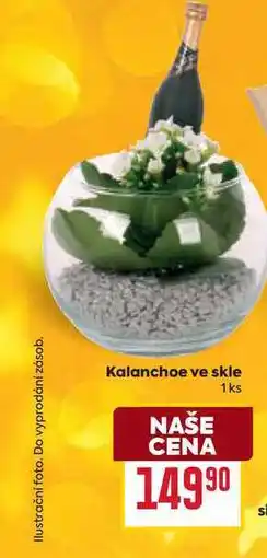 Billa Kalanchoe ve skle NAŠE CENA 1ks nabídka
