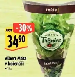 Albert Albert Máta v kořenáči nabídka