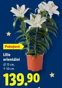 Lidl Lilie orientální nabídka