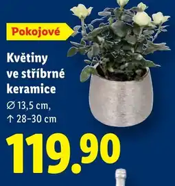 Lidl Květiny ve stříbrné keramice nabídka