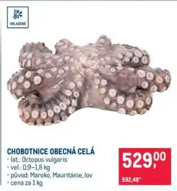 Makro Chobotnice obecná celá nabídka