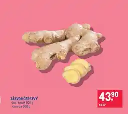 Makro ZÁZVOR ČERSTVÝ nabídka