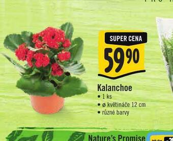 Kalanchoe