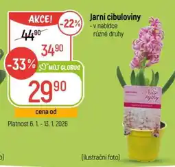 Globus Jarní cibuloviny nabídka