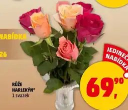 Penny Market Růže harlekýn nabídka