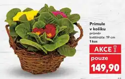 Kaufland Primule v košíku nabídka