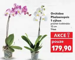 Kaufland ORCHIDEA PHALAENOPSIS nabídka