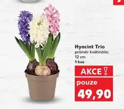 Kaufland Hyacint „Trio“ nabídka