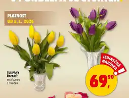 Penny Market TULIPÁNY ŘEZANÉ, 1 svazek nabídka